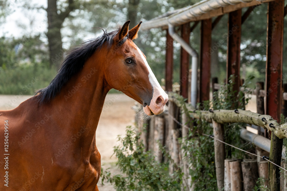 Naklejka premium horse equine in natural habitat environment pony 