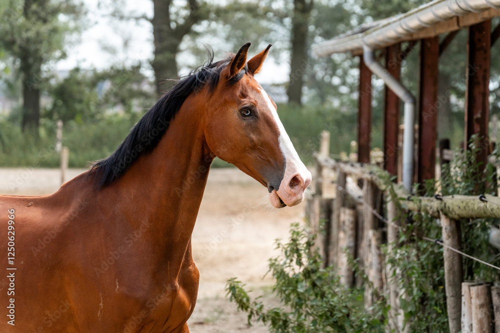 horse equine in natural habitat environment pony horse equine in natural habitat environment pony