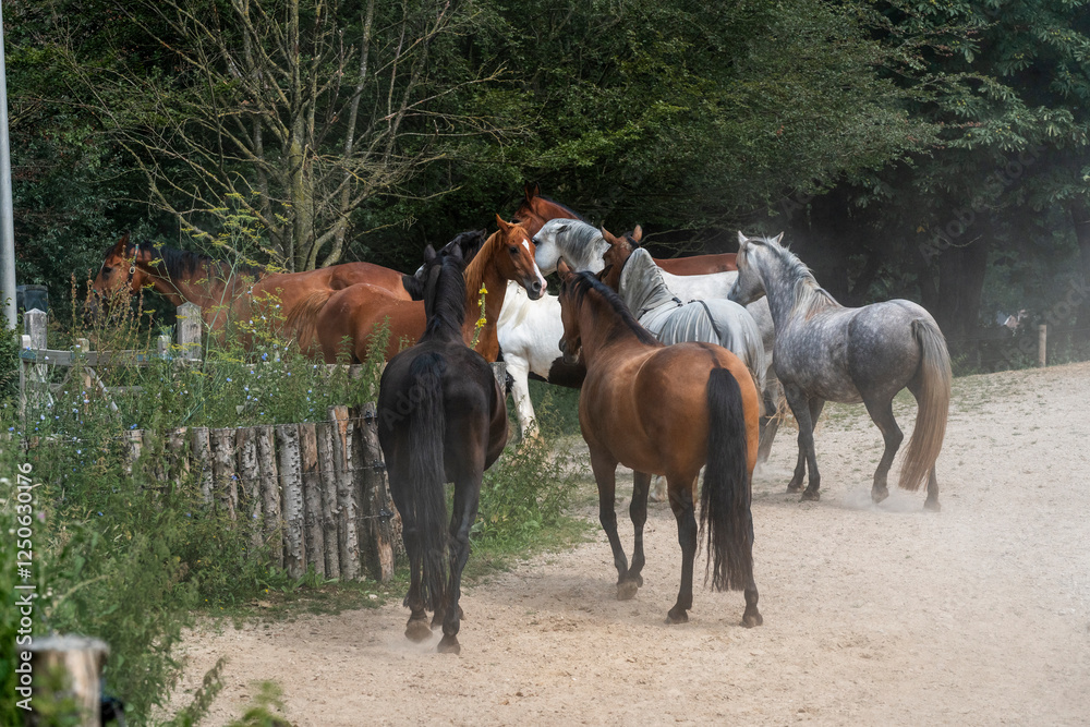 horse equine in natural habitat environment pony horse equine in natural habitat environment pony