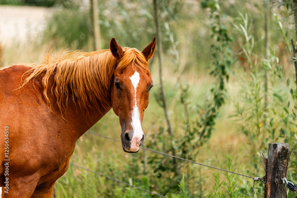 horse equine in natural habitat environment pony horse equine in natural habitat environment pony