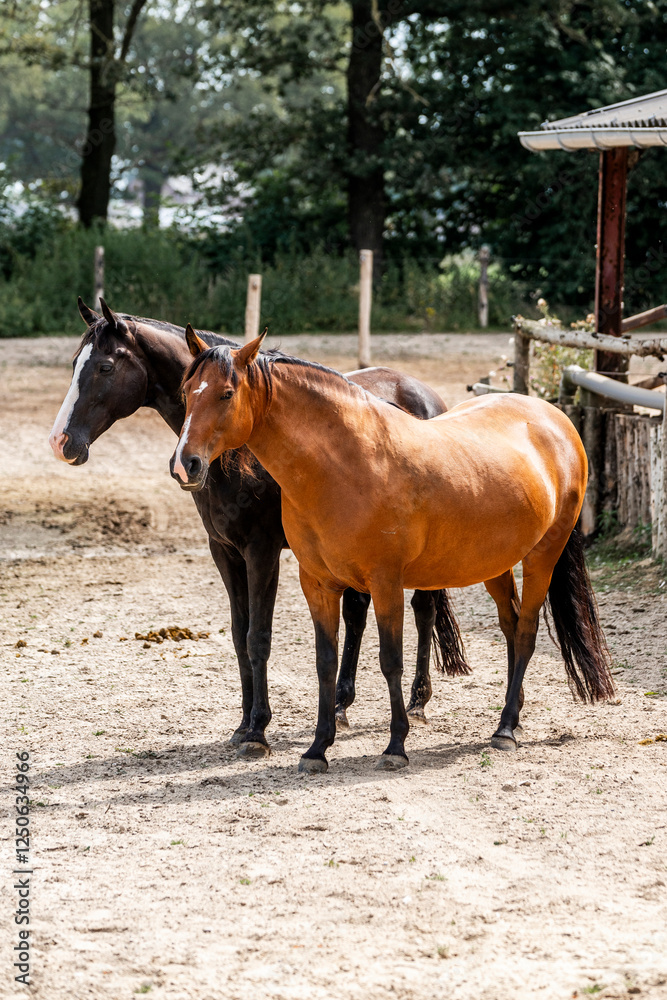 horse equine in natural habitat environment pony horse equine in natural habitat environment pony
