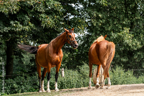 horse equine behaviour living environment pretty summer green natural