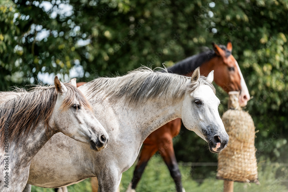 horse equine behaviour living environment pretty summer green natural horse equine behaviour living environment pretty summer green natural