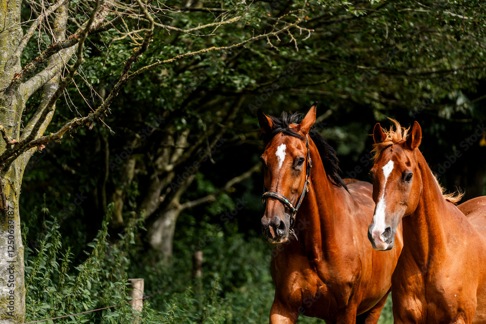 horse equine behaviour living environment pretty summer green natural horse equine behaviour living environment pretty summer green natural