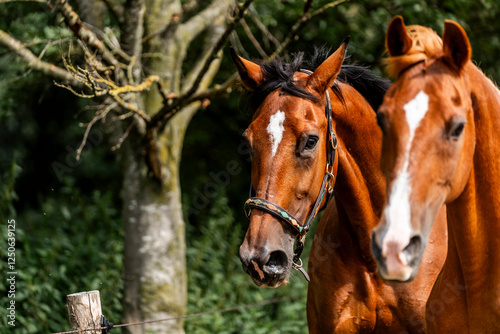 horse equine behaviour living environment pretty summer green natural