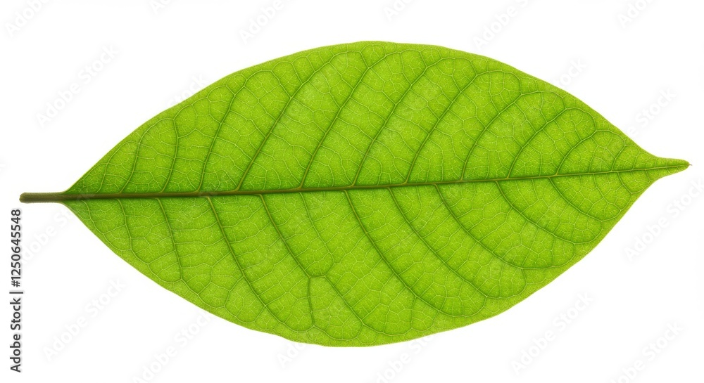 Obraz premium green leaf isolated on white