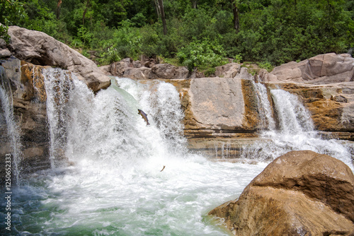 Springende Lachse am Wasserfall photo