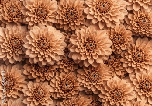 A lot of chrysanthemums in brown and white colors, filling the frame. Vintage style, retro photography, hyperrealistic rendering, pastel tones, natural lighting, highly detailed, volumetric