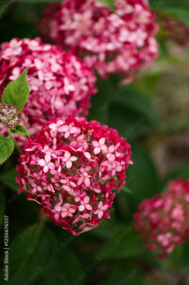 close up of hydrangea arborescens close up of hydrangea arborescens