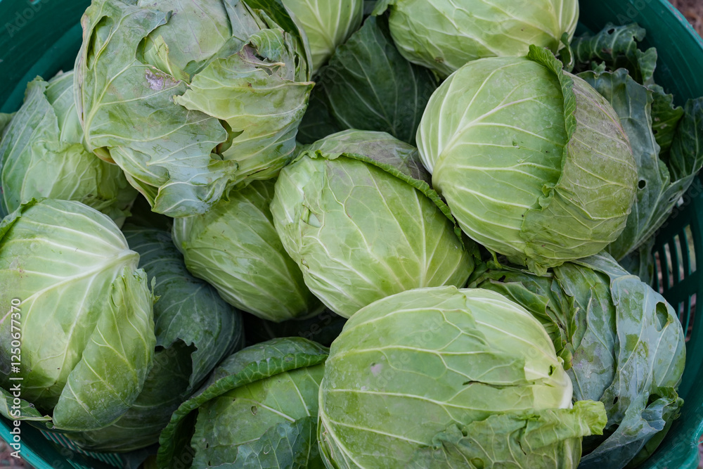 Fototapeta premium Home grown cabbage in basket which grew with compost and natural care to serve as family food.