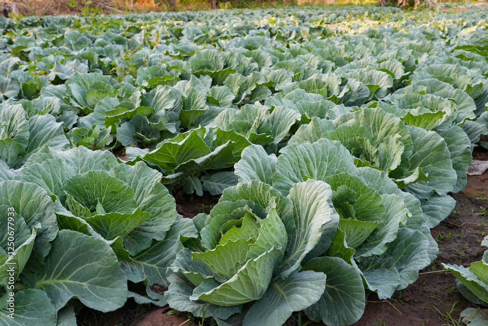 Naklejka premium Cabbage closeup. freshly growing cabbage field, cabbage harvest concept.