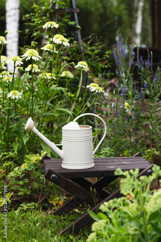 whire watering can with flowers on background - Echinacea purpurea blooming in summer cottage garden