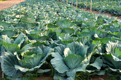 Cabbage closeup. freshly growing cabbage field, cabbage harvest concept.