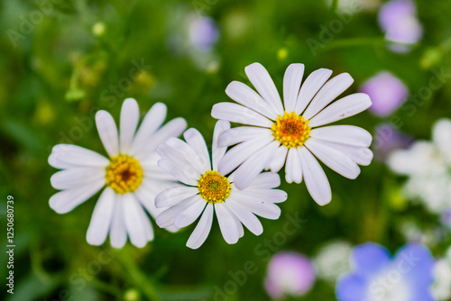 Fototapeta Naklejka Na Ścianę i Meble -  Three blooming white daisies on green summer meadow