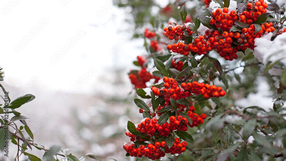 Winter rowan tree under snow close-up. Groups of bright red berries, mountain ash. branch of red rowan in winter in snow, isolated with place for text. red berries in early spring Winter rowan tree under snow close-up. Groups of bright red berries, mountain ash. branch of red rowan in winter in snow, isolated with place for text. red berries in early spring