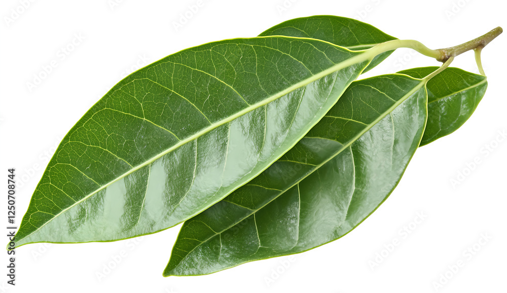 Obraz premium Green leaves, a PNG clipart with a white background and no shadow around the edges of the image.