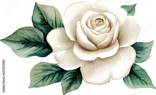 Watercolor white rose illustration with soft petals and green leaves