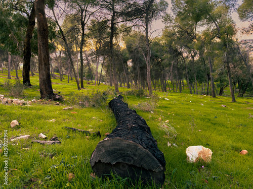green forest at sunset in the evening
