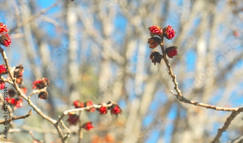 Bright red flowers of the Persian ironwood parrotia persica on a bright sunny day, a harbinger of spring