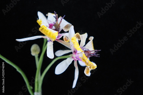 Cupuacu flower close up, black background photo