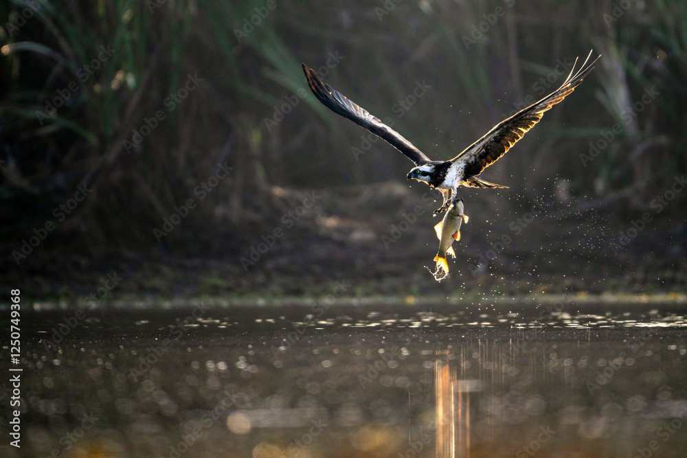 Osprey in flight, carrying a fish, above a tranquil lake.