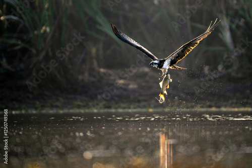 Obraz na płótnie Osprey in flight, carrying a fish, above a tranquil lake. w salonie