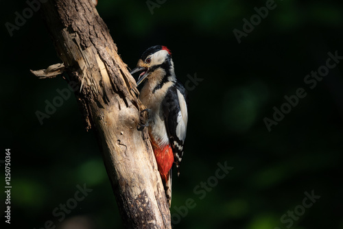 picchio rosso maggiore (Dendrocopos major)
