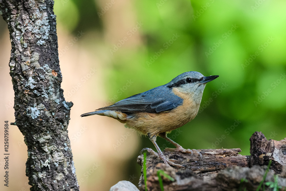 picchio muratore sull'albero (sitta europaea) picchio muratore sull'albero (sitta europaea)