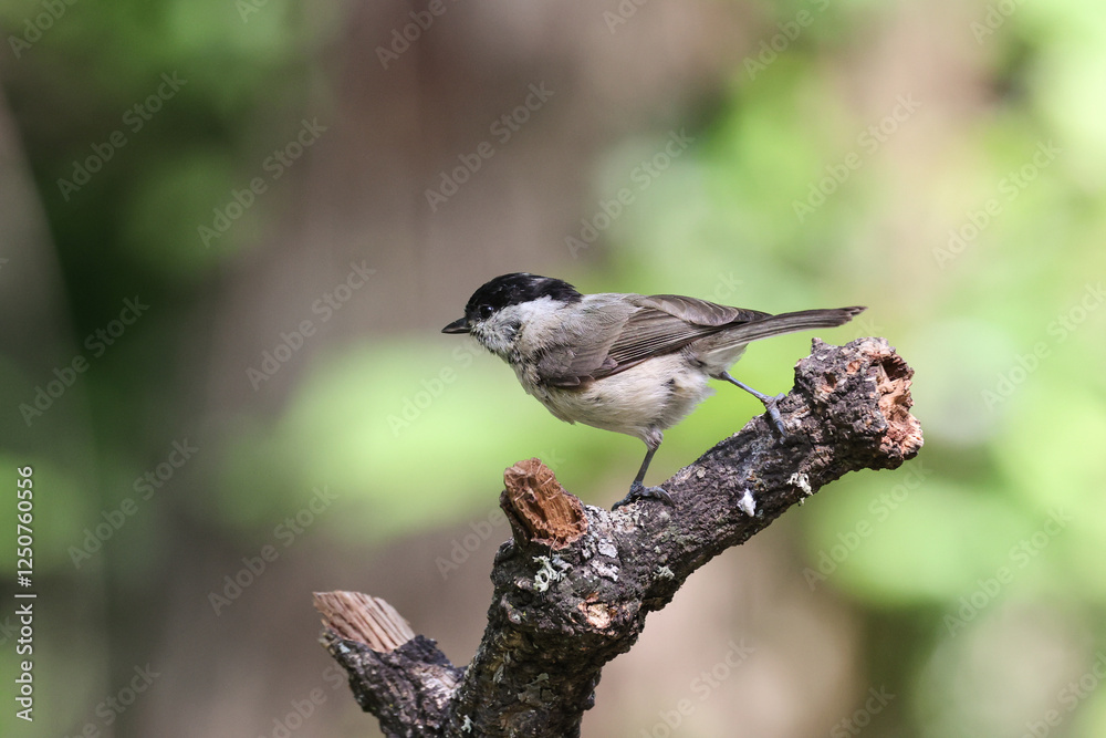 Naklejka premium cincia bigia sull'albero