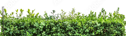 A garden hedge of various green plants