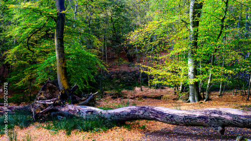 Forest Vista