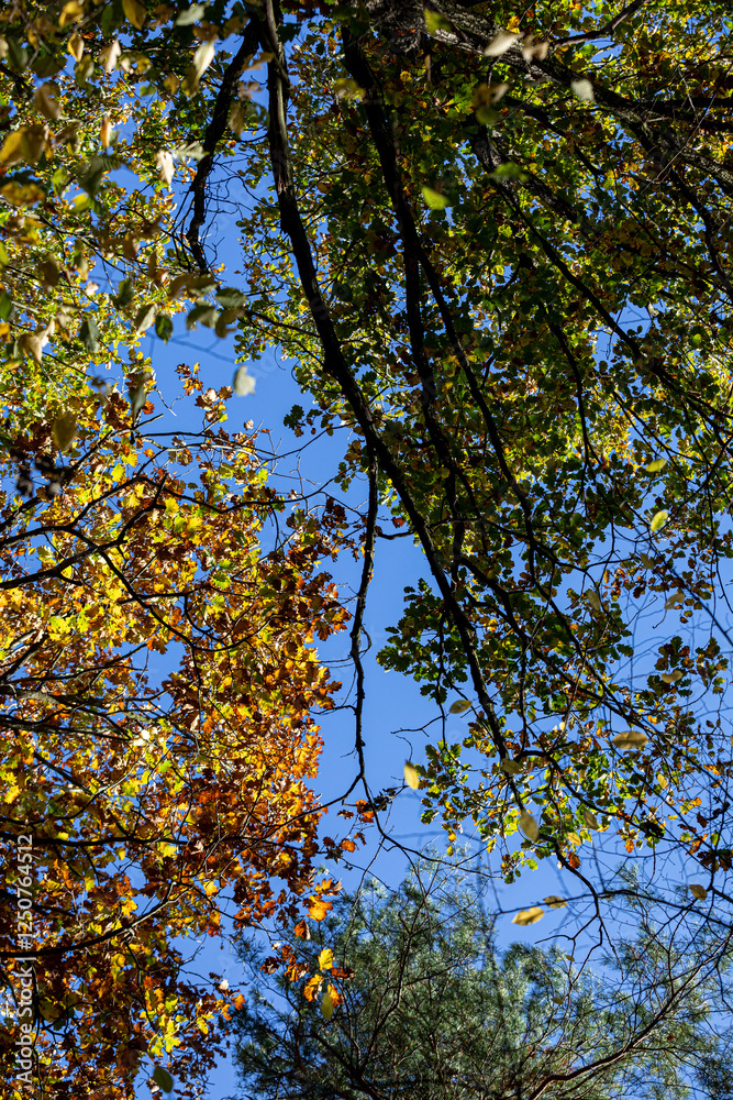 The Vibrant Autumn Foliage Shines Radiantly Against a Vast and Clear Blue Sky Above The Vibrant Autumn Foliage Shines Radiantly Against a Vast and Clear Blue Sky Above