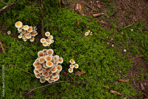 Pilze auf bemoostem Waldboden, Natur Hintergrund  photo