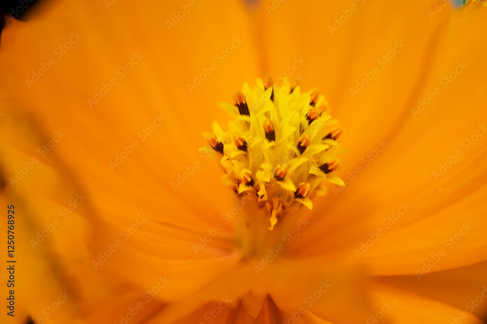 A super macro photo of a yellow Cosmos sulphureus from Luzon, Philippines. Stamen in focus