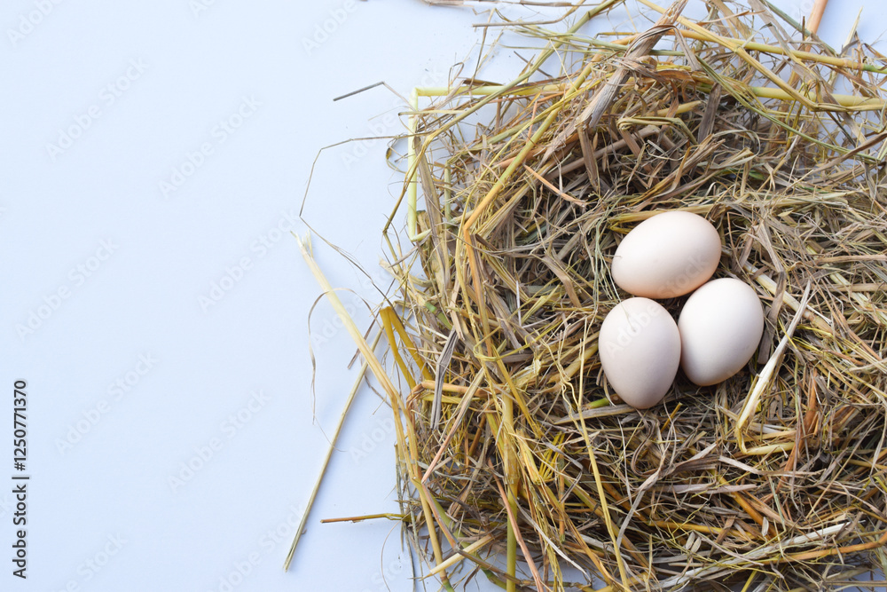 Straw nest containing white eggs, top view isolated on white background. suitable for Happy Easter Decoration, template for tag, gift greeting card, advertising promo shopping banner. Straw nest containing white eggs, top view isolated on white background. suitable for Happy Easter Decoration, template for tag, gift greeting card, advertising promo shopping banner.
