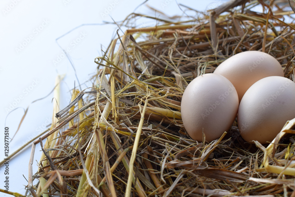 Straw nest containing white eggs, top view isolated on white background. suitable for Happy Easter Decoration, template for tag, gift greeting card, advertising promo shopping banner. Straw nest containing white eggs, top view isolated on white background. suitable for Happy Easter Decoration, template for tag, gift greeting card, advertising promo shopping banner.