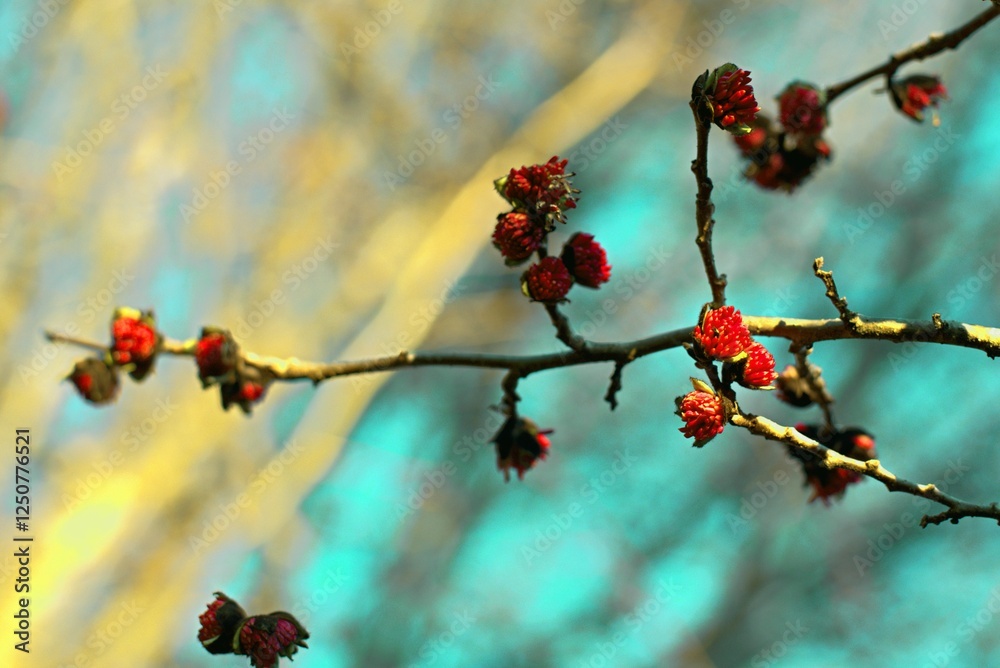 Bright red flowers of the Persian ironwood parrotia persica on a bright sunny day, a harbinger of spring Bright red flowers of the Persian ironwood parrotia persica on a bright sunny day, a harbinger of spring