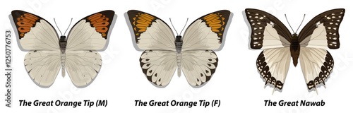 Collection of multicolored butterflies. Set 1. Vector illustration.