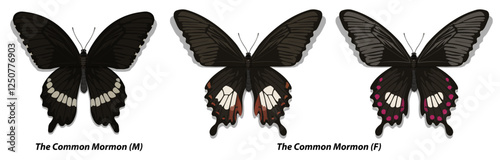 Collection of multicolored butterflies. Set 1. Vector illustration.