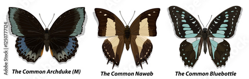 Collection of multicolored butterflies. Set 1. Vector illustration.