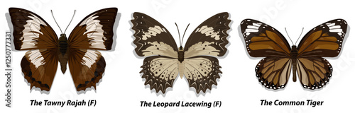 Collection of multicolored butterflies. Set 1. Vector illustration.