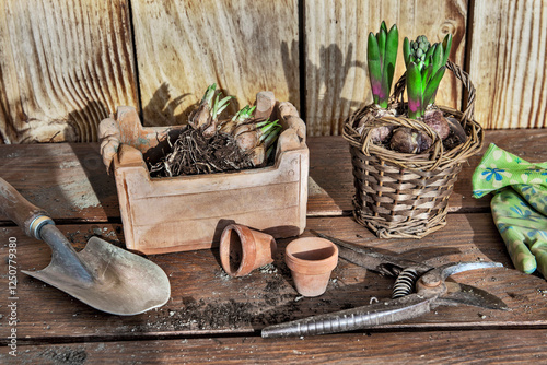bulb plants fot potted and terra cotta flower pots on gardening table with ga...