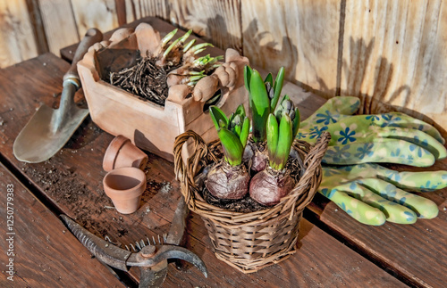 bulb plants potted in  terra cotta and wicker flower pots on wooden table wit...