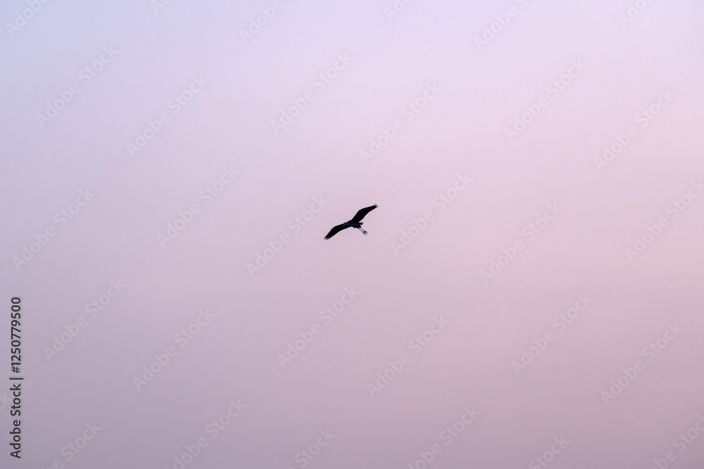 Fototapeta premium a flying heron before sunrise