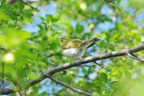 Wood warbler on the branch. Phylloscopus sibilatrix photo