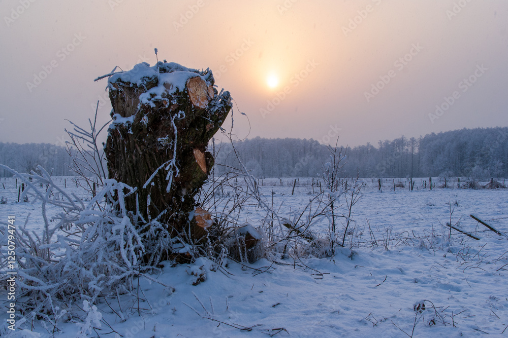 Piękno śnieznej i mroznej zimy w Dolinie Narwi i Biebrzy - Podlasie, Polska