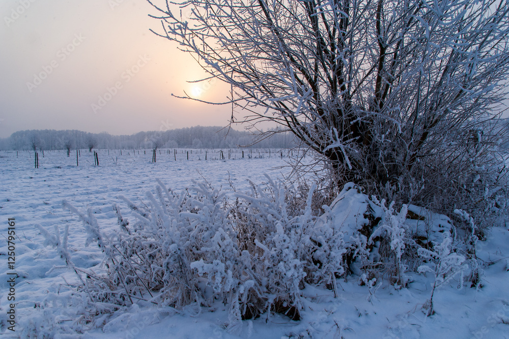 Piękno śnieznej i mroznej zimy w Dolinie Narwi i Biebrzy - Podlasie, Polska