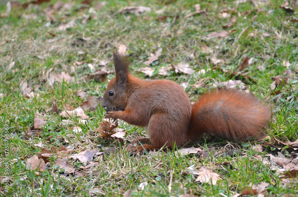 Wild fluffy redhead squirrel in the park sits on the grass with old fallen leaves and eating nut. Closeup photo. Wild amimals in winter, feeding of wild animals concept. Free copy space. Wild fluffy redhead squirrel in the park sits on the grass with old fallen leaves and eating nut. Closeup photo. Wild amimals in winter, feeding of wild animals concept. Free copy space.