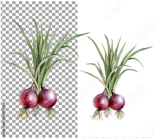 onion vector cultivation vitamin spring diet closeup leaf organic vegetable onion, plant food fresh healthy green agriculture ingredient, natural, bulb, harvest vegetarian, isolated, background, farm