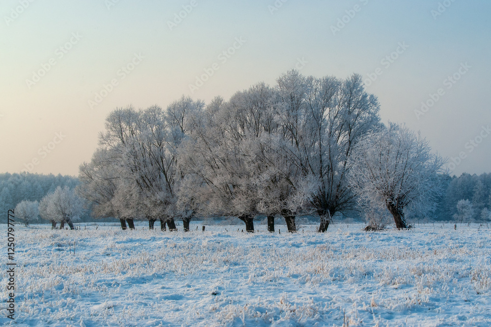 Piękno śnieznej i mroznej zimy w Dolinie Narwi i Biebrzy - Podlasie, Polska